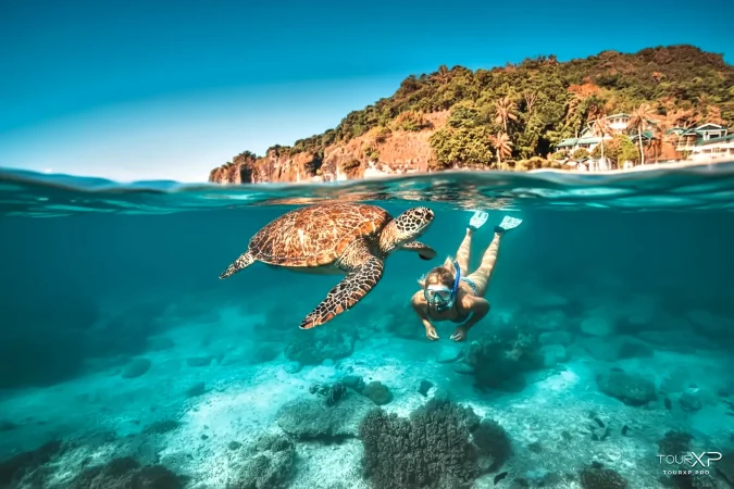 TourXP guests snorkeling with sea turtles at Apo Island