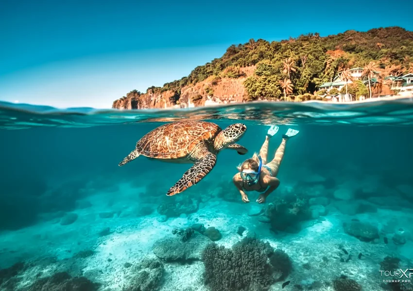 Tourxp Guests Snorkeling With Sea Turtles At Apo Island