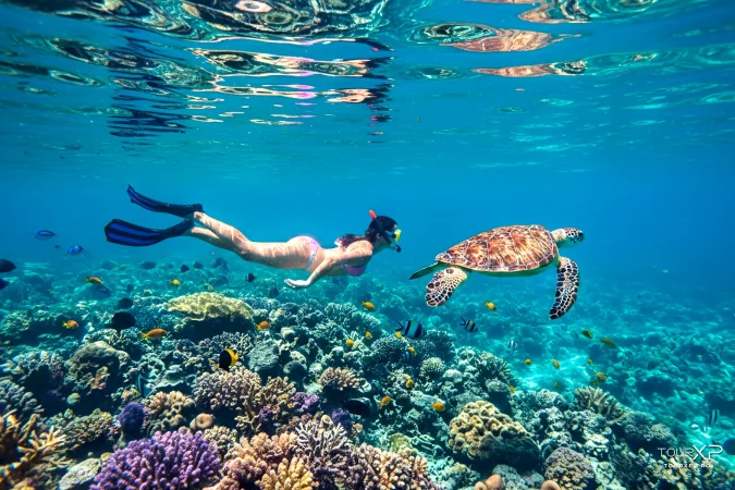 TourXP guests snorkeling with sea turtles at Apo Island