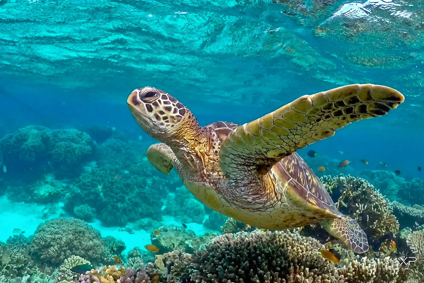 Sea turtle encounter while snorkeling at Apo Island Marine Sanctuary