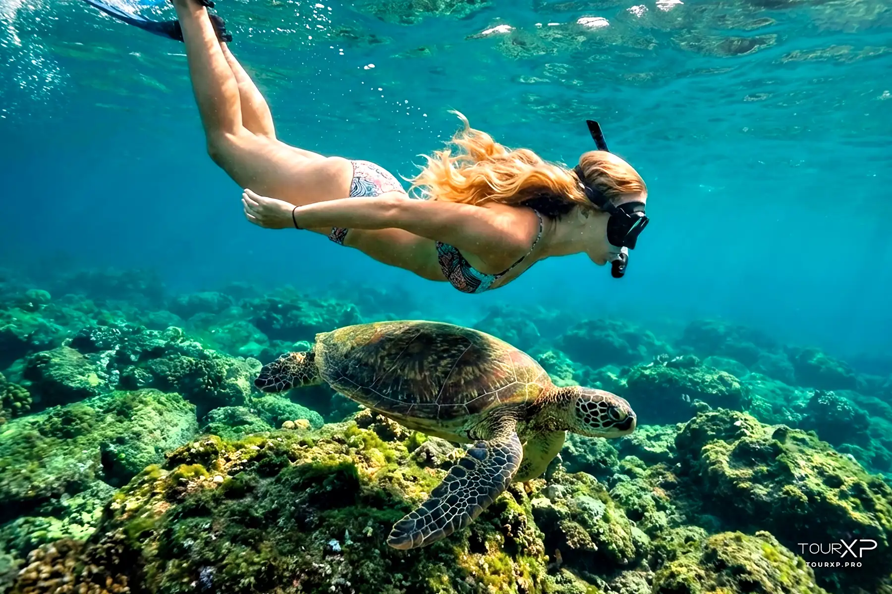 Apo Island for a turtle snorkeling day tour from Dumaguete