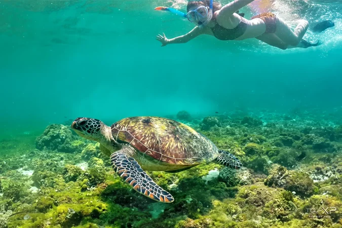 Apo Island for a snorkeling day tour from Dumaguete