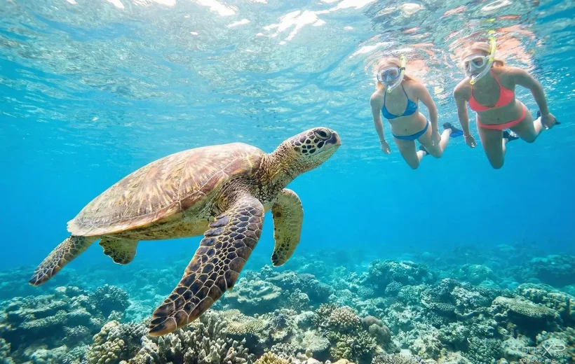 Apo Island Turtle Swimming Day Tour Dumaguete Dauin Tourxp- Tourxp Enjoy Your Philippine Vacation! Apo Island Xplore