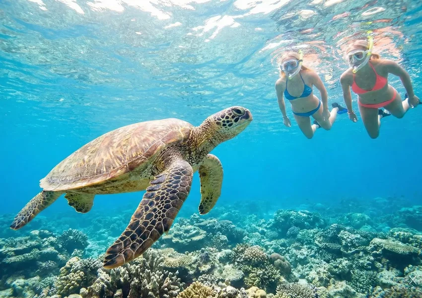 Apo Island Turtle Snorkeling Day Tour From Dumaguete In The Philippines