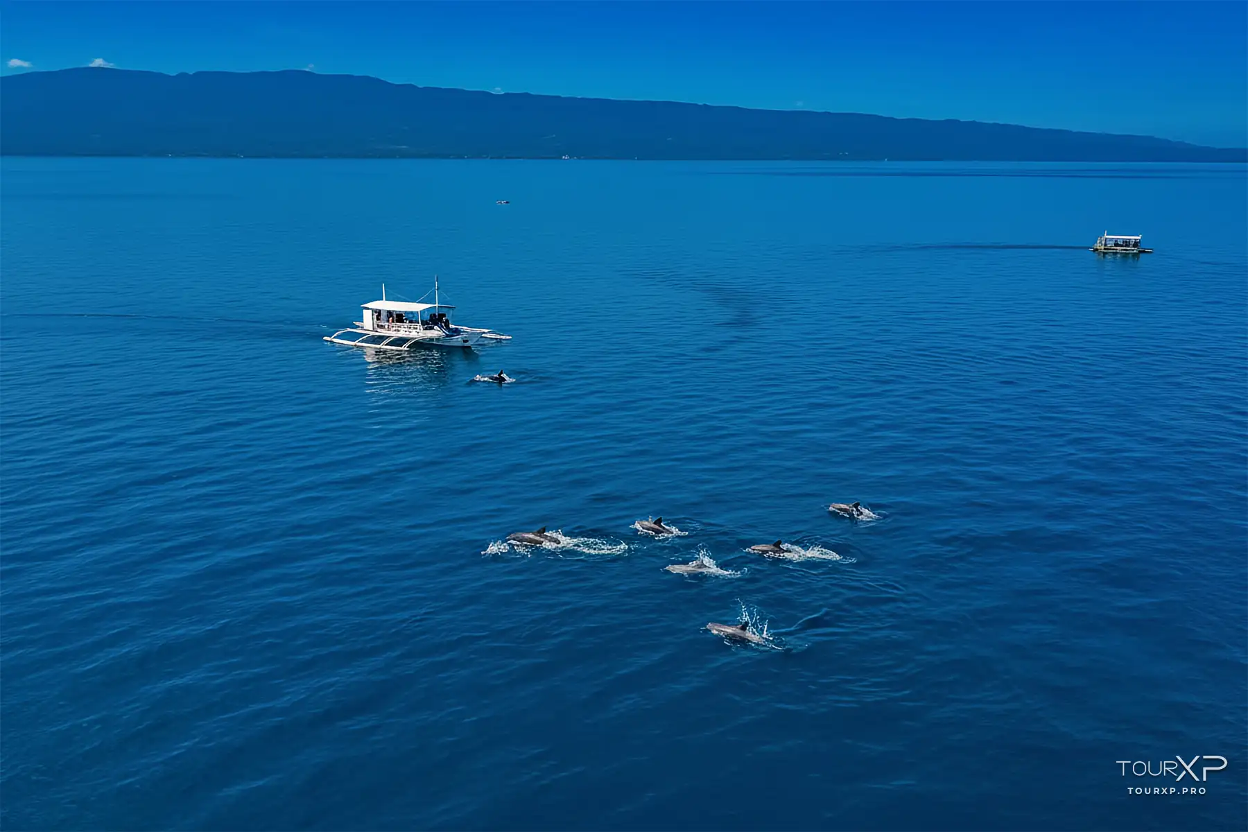 Tourxp Dolphin Watching In Bais Early Morning Dolphin Watching In Negros Oriental Tourxp