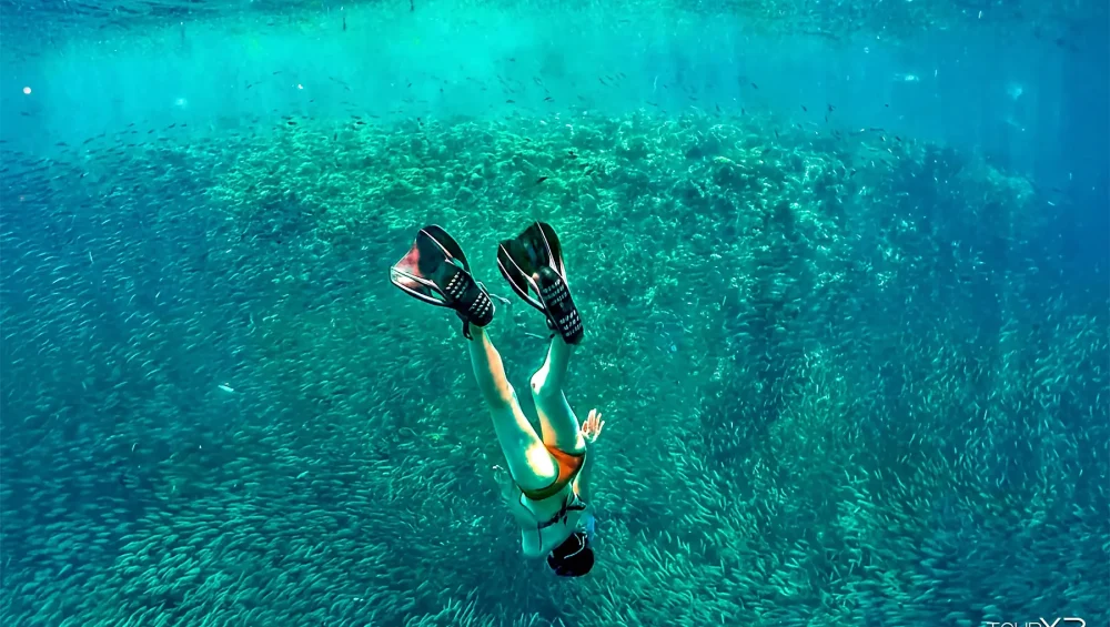 Guests Tourxp Moalboal Sardines Free Dive- Tourxp Enjoy Your Philippine Vacation! Tourxp Moalboal Sardines Free Dive Xplore