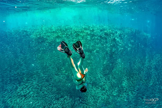 TourXP moalboal sardines free dive xplore