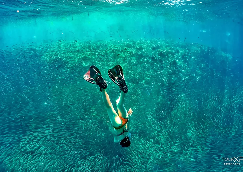 Tourxp Moalboal Sardines Free Dive Xplore