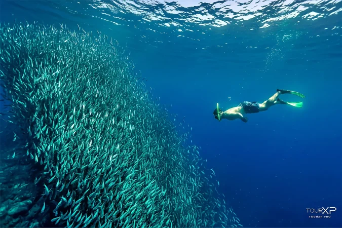 Moalboal sardines run TourXP Xplore