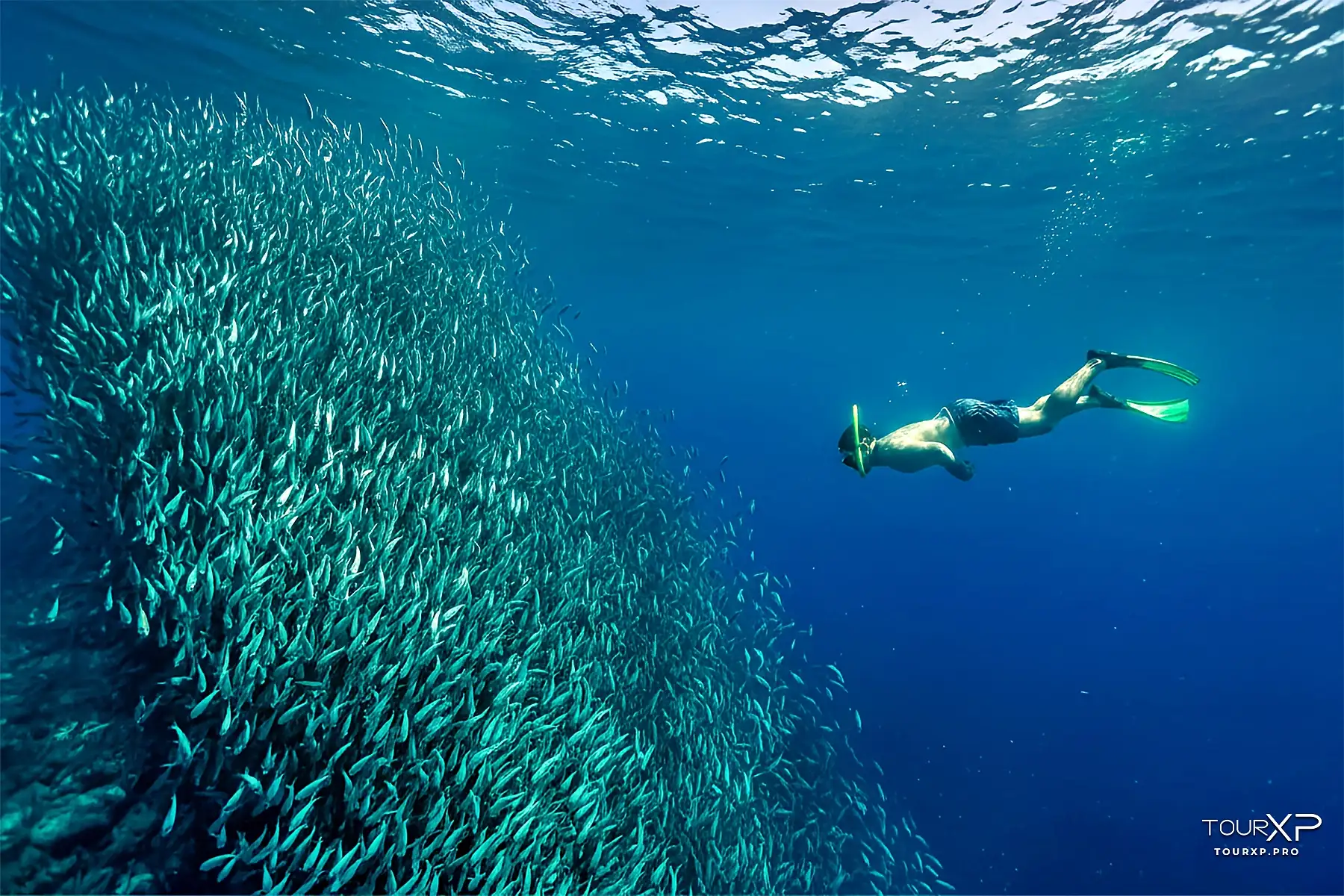 Moalboal Sardines Run Day Tour From Dumaguete By Tourxp Tourxp Moalboal Sardines Run Day Tour From Dumaguete