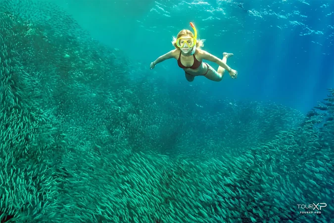 TourXP Moalboal sardines run