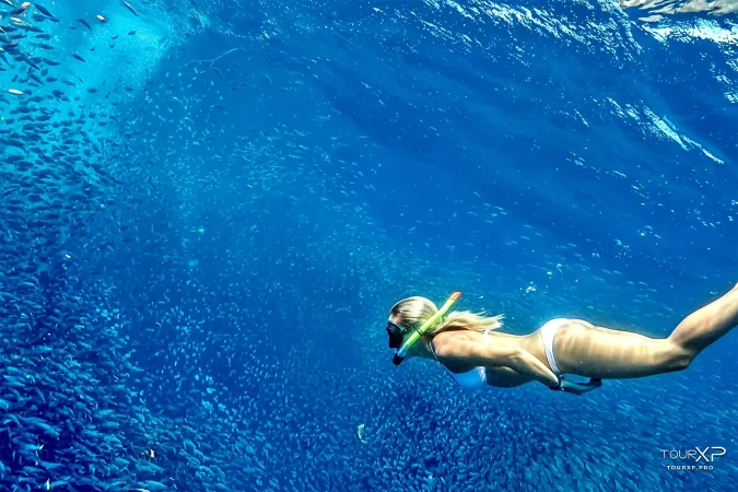 moalboal sardines Day Tour From Dumaguete TourXP