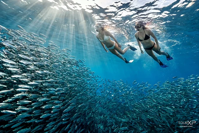 TourXP Moalboal sardines run day tour from dumaguete