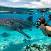 Oslob Whale Shark Tour Experience Tourxp From Dumaguete