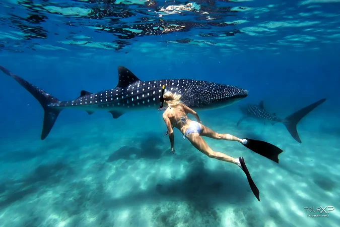 guests enjoying whale shark watching in Oslob TourXP