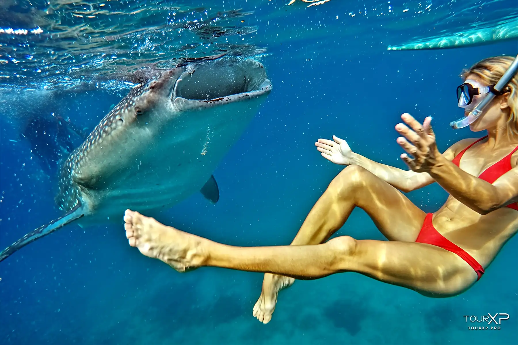 Oslob Whale Shark Tour From Dumaguete By Tourxp Snorkeling With Whale Sharks In Oslob Cebu
