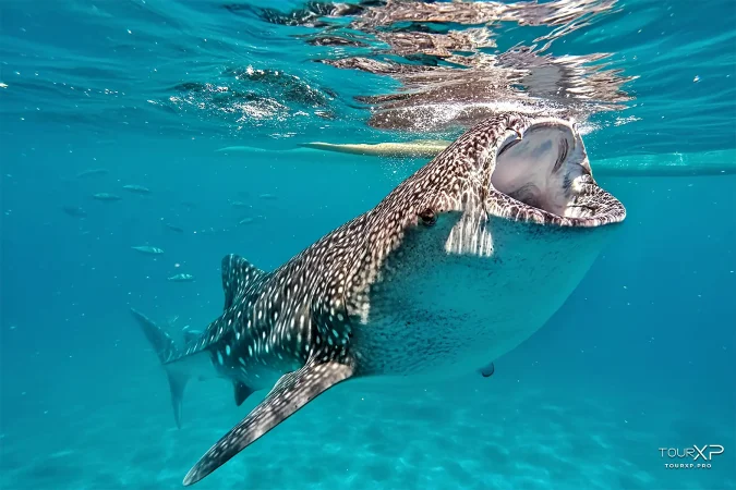 Whale shark feeding near snorkeling area in Oslob