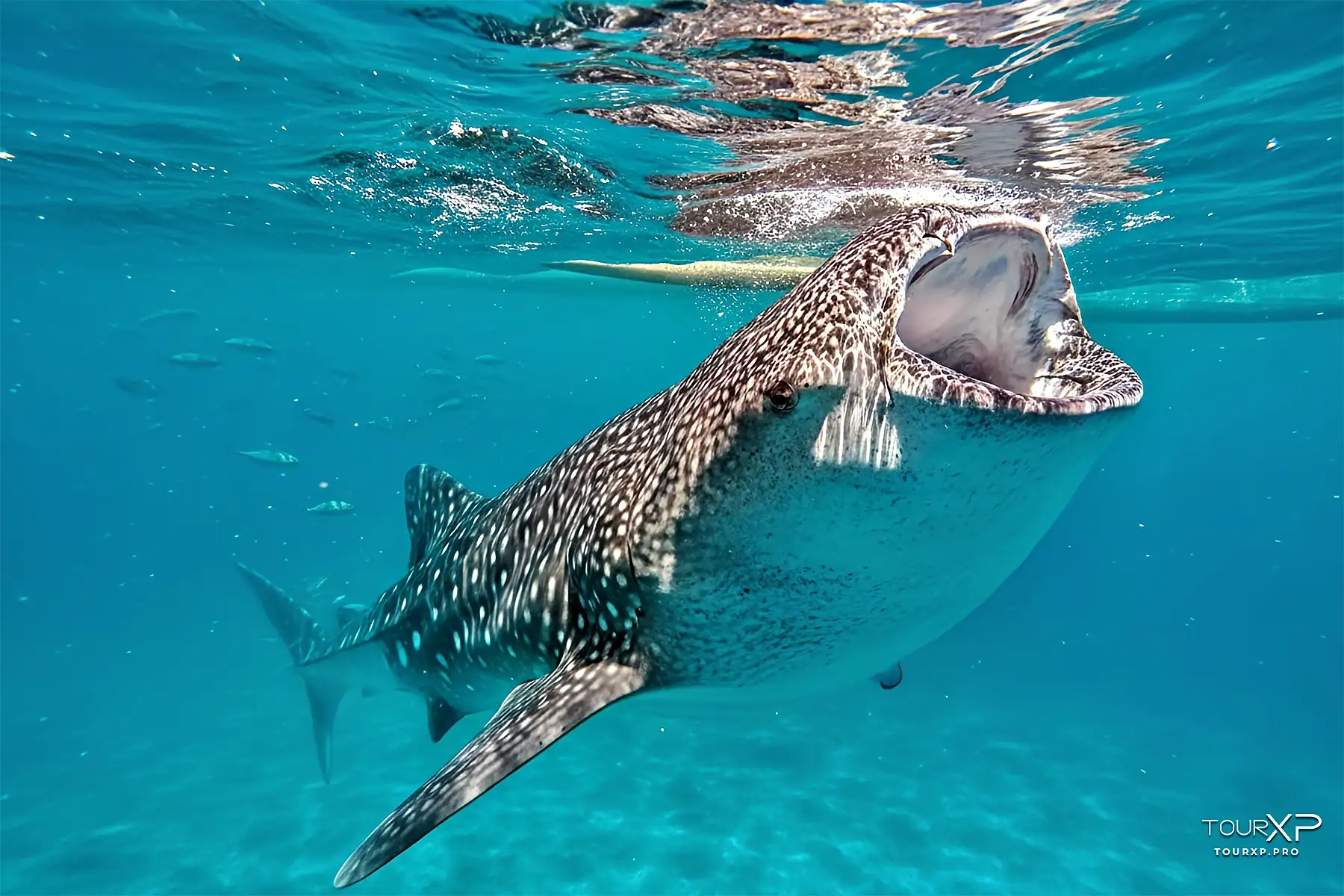 Oslob Whale Shark Tour From Dumaguete By Tourxp Whale Shark Feeding Near Snorkeling Area In Oslob