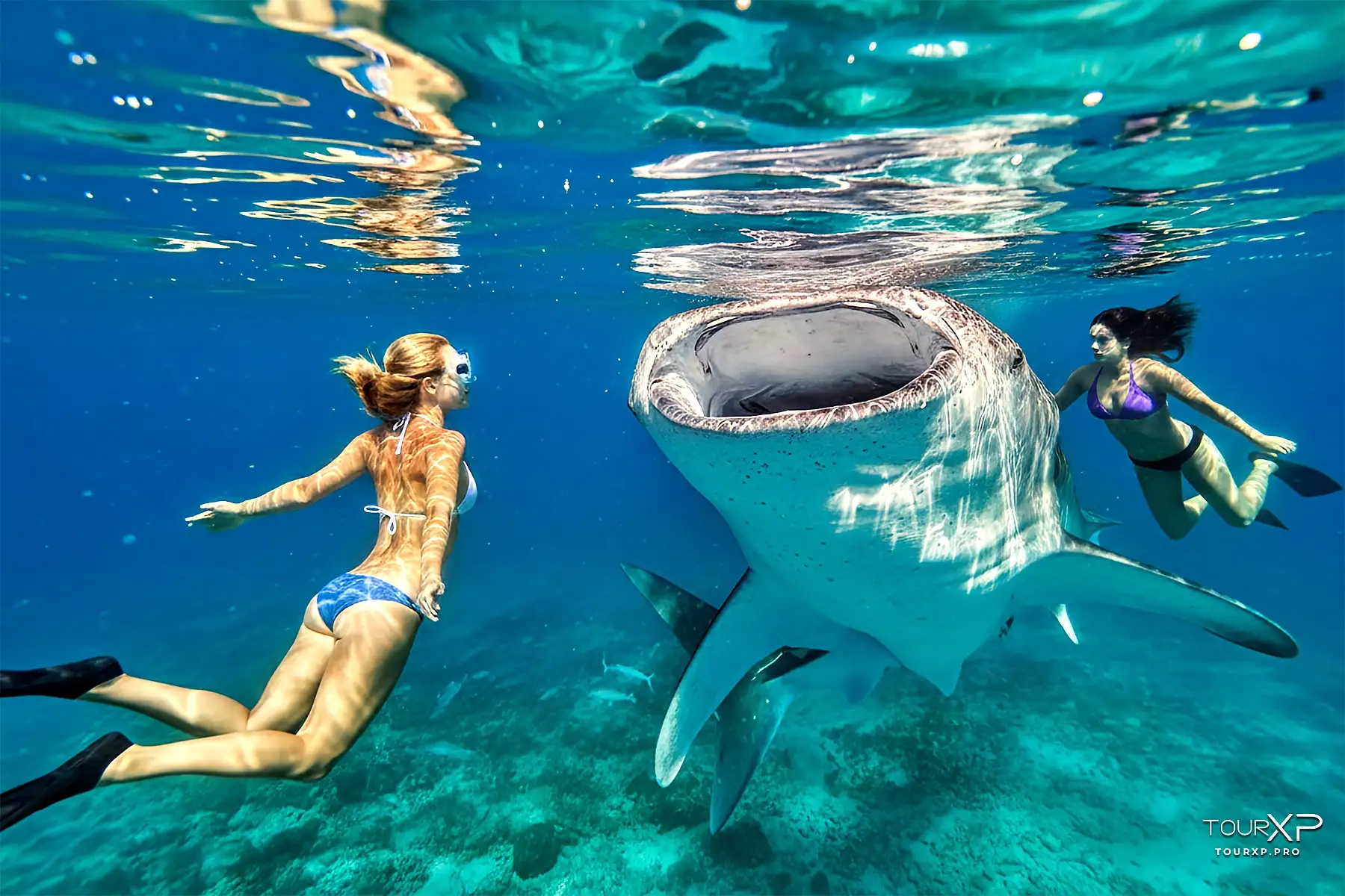 Oslob Whale Shark Tour From Dumaguete By Tourxp Tourxp Guests Whale Shark Watching Oslob
