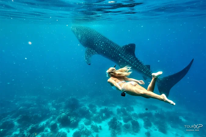 TourXP female guest swimming near whale sharks during Oslob Whale Shark