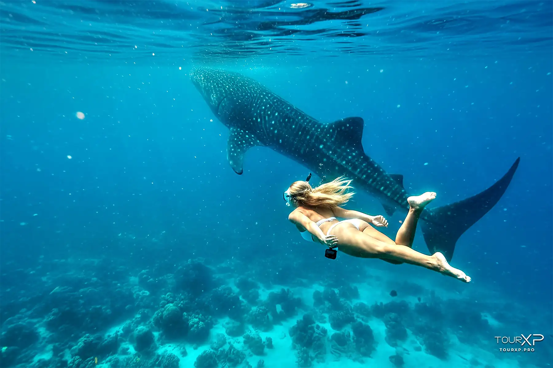 Tourxp Female Guest Swimming Near Whale Sharks During Oslob Whale Shark Tourxp Female Guest Swimming Near Whale Sharks During Oslob Whale Shark