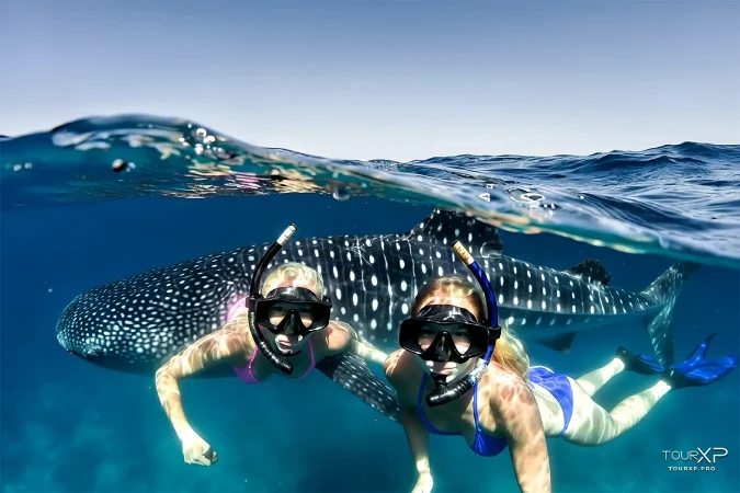 guided Oslob day tour by TourXP from Dumaguete