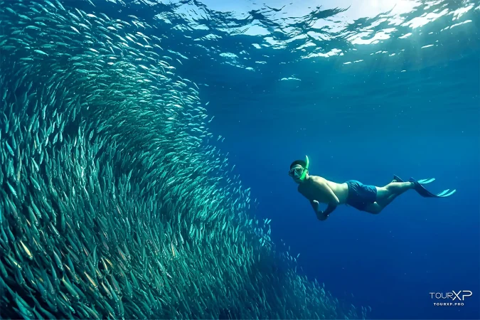 TourXP Guests Snorkeling with sardines in Moalboal Cebu