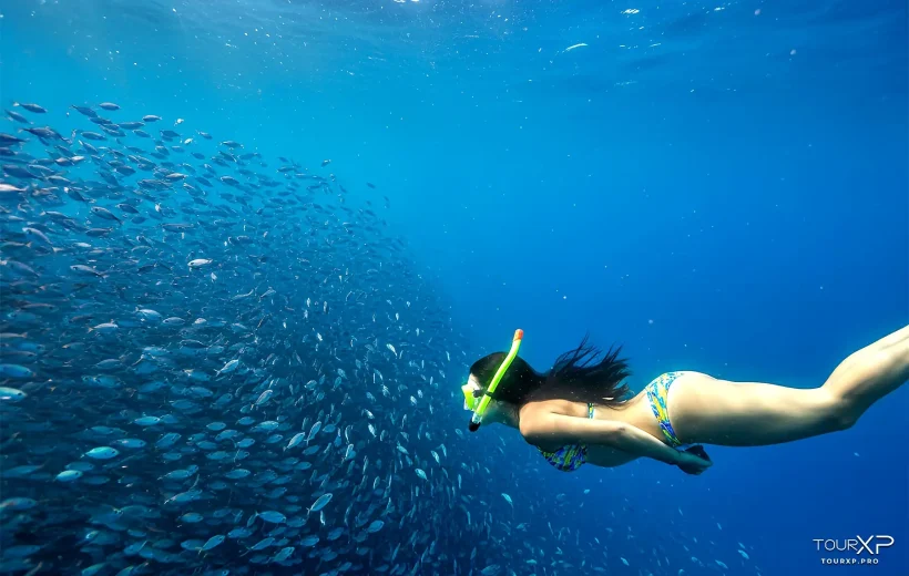 Moalboal Sardines Run & Inambakan Waterfalls Xplore