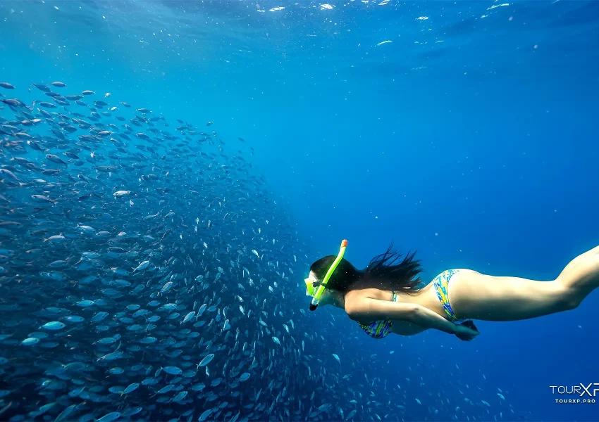 Moalboal Sardines Xplore Day Tour From Dumaguete