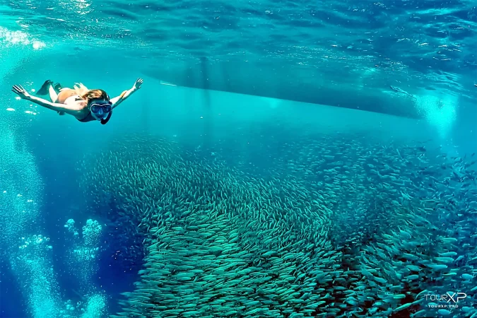 moalboal sardines TourXP Xplore Day Tour From Dumaguete