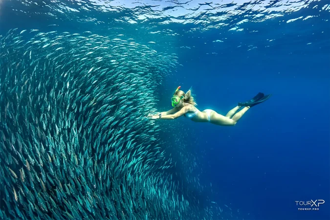 moalboal sardines run cebu by tourxp from dumaguete