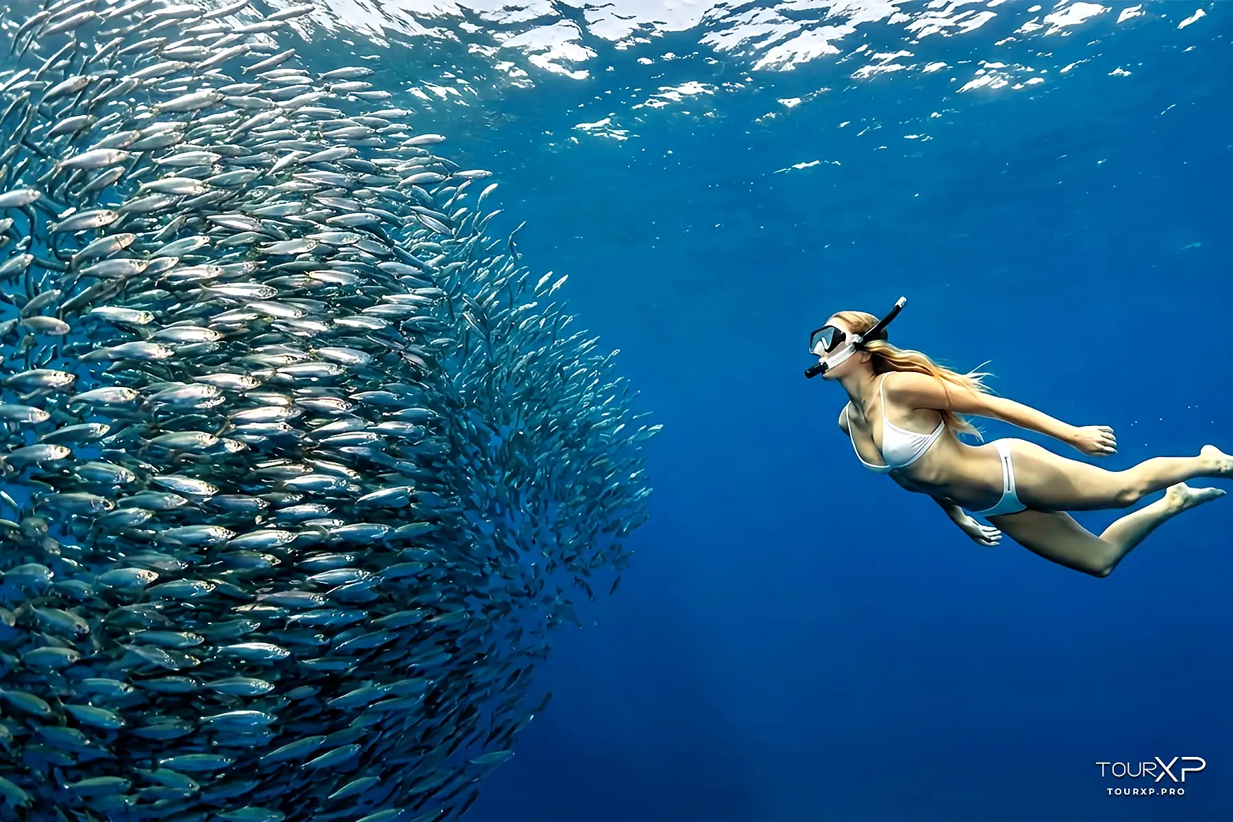 Moalboal sardines run and Inambakan Waterfalls day tour in Cebu
