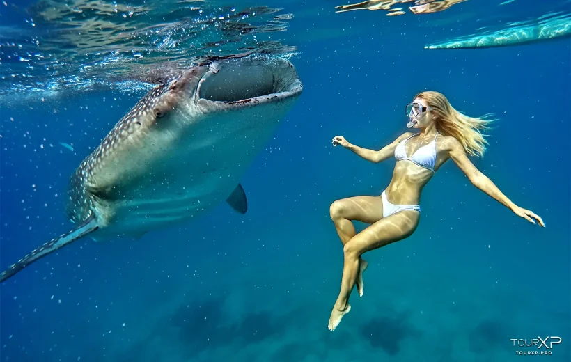 Tourxp Oslob Whale Shark Xplore Day Tour Cebu Philippines- Tourxp Enjoy Your Philippine Vacation! Oslob Whale Sharks Xplore