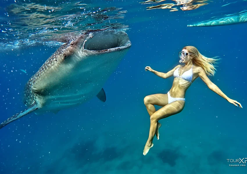 Oslob Whale Shark Watching Day Tour In Cebu With Tourxp