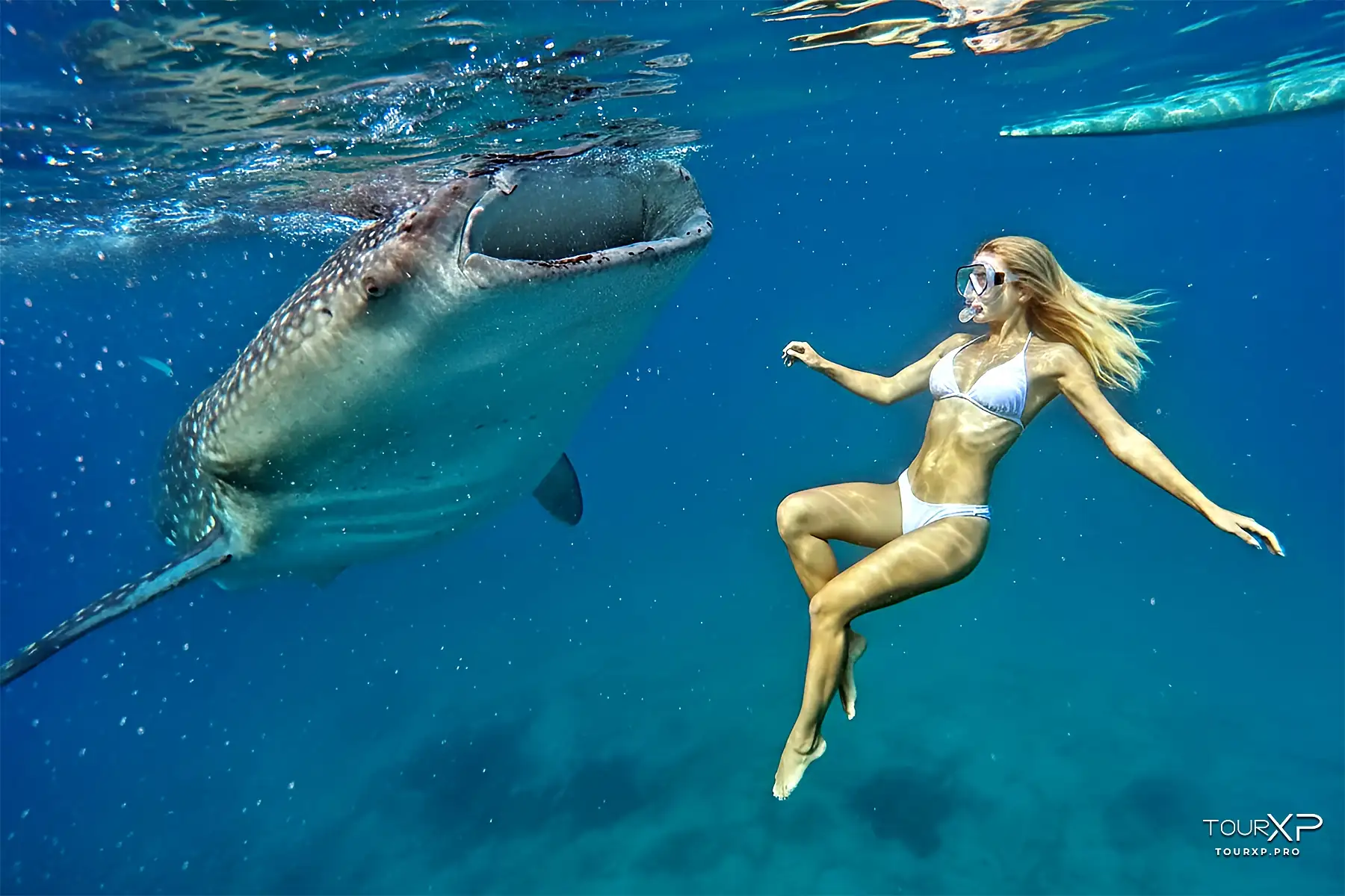 Oslob Whale Shark Oslob Whale Shark Watching Day Tour In Cebu With Tourxp