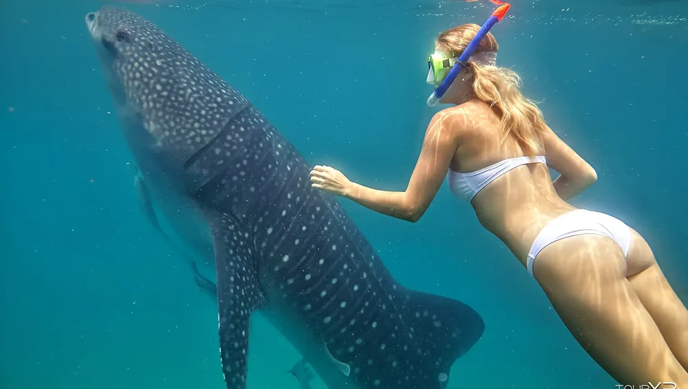 Tourxp Oslob Whale Shark Xplore Day Tour From Dumaguete- Tourxp Enjoy Your Philippine Vacation! Oslob Whale Shark Xplore Day Tour From Dumaguete By Tourxp