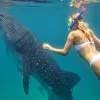 Oslob Whale Shark Xplore Day Tour From Dumaguete By Tourxp