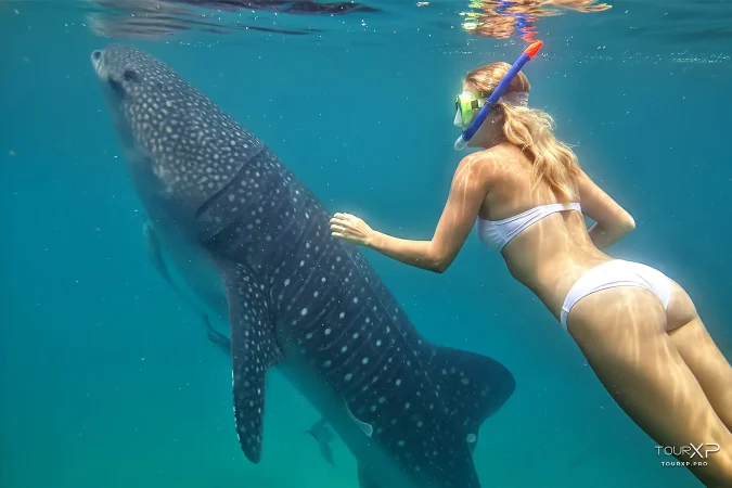 oslob whale shark xplore day tour from dumaguete by tourxp