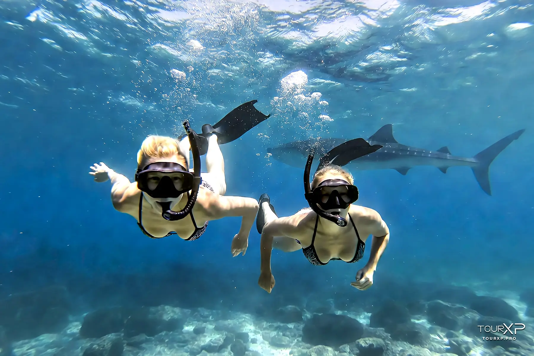 Tourxp Oslob Whalesharks From Dumaguete- Tourxp Enjoy Your Philippine Vacation! Oslob Whale Sharks From Dumaguete Tourxp Day Tour